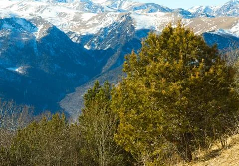 Pine tree mountains Stock Photos