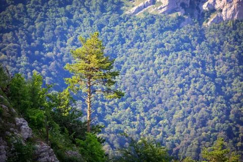 Pine tree in mountains Stock Photos