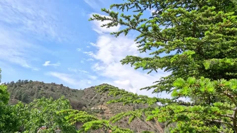 Pine tree in the mountains white clouds and a forested hill on the horizon Stock Footage 240664454