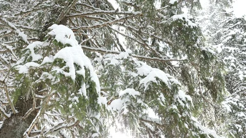 Pine tree in the mountains in winter Stock-Footage 87801764