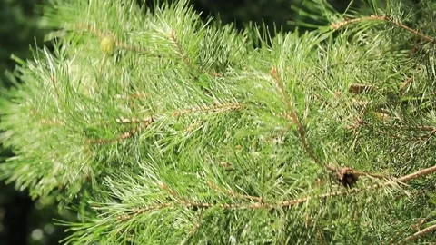 The pine tree moves on a wind. Stock Footage 204938518