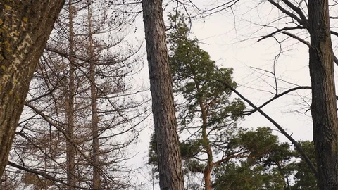 Pine tree moving in a stormy wind in germany Stock Footage 129008699
