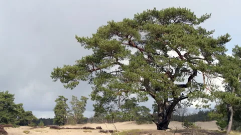A pine tree moving in strong winds Stock Footage 225534175