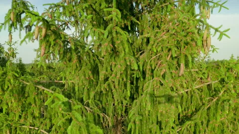 Pine tree moving under the gentle gust of wind. Natural concept. Stock Footage 157494155