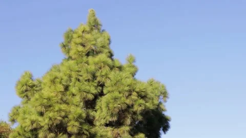 Pine tree moving in the wind on blue sky background 库存影片 170115074