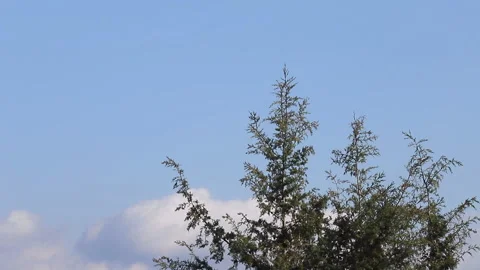 Pine tree moving in the wind Video stock 151027564