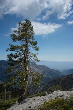 Pine Tree on Mt Baldy in Southern California Stock Photos