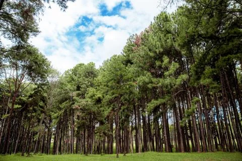 Pine tree with natural in winter. Stock Photos