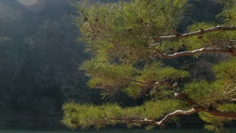 Pine tree in nature Stock Footage 87929589