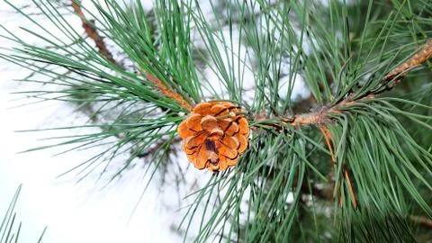 Pine tree nature Stock Photos