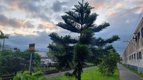 Pine tree near the train line Stock Photos