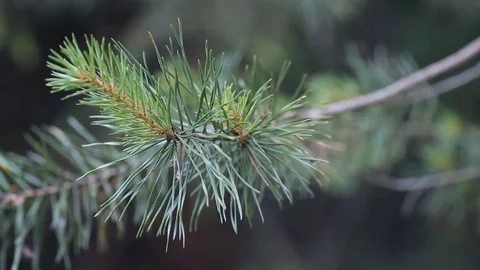 Pine tree neddles on a branch Stockbeeldmateriaal 80155743