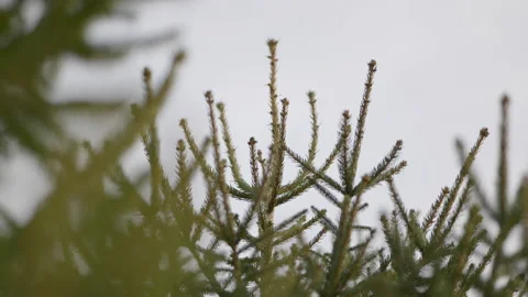 Pine tree needle close up slow motion Stock Footage 170381514