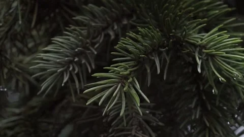 Pine tree needles after rain Stock Footage 319027783