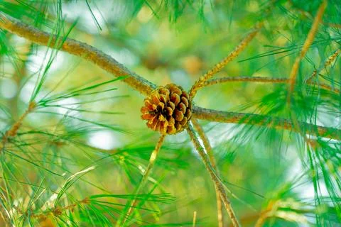 Pine Tree with needles and Pine Cone. Pine tree branch with cones in spring Stock Photos