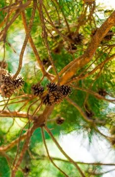 Pine Tree with needles and Pine Cone. Pine tree branch with cones in spring Stock Photos