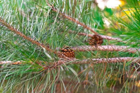 Pine Tree with needles and Pine Cone. Pine tree branch with cones in spring Foto stock