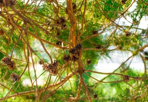 Pine Tree with needles and Pine Cone. Pine tree branch with cones in spring Stock Photos