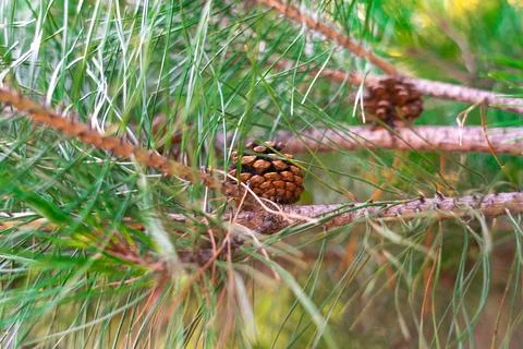 Pine Tree with needles and Pine Cone. Pine tree branch with cones in spring Stock Photos