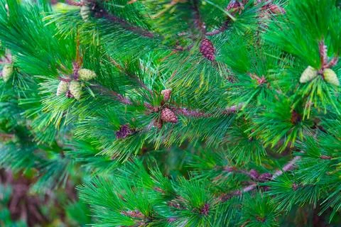 Pine Tree with needles and Pine Cone. Pine tree branch with cones in autumn Foto stock