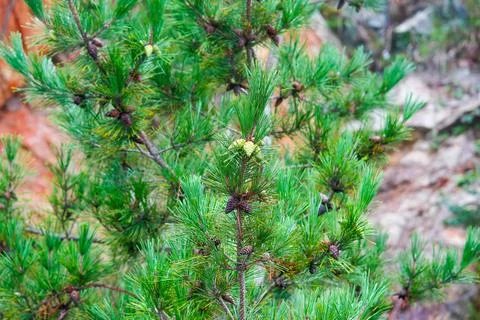 Pine Tree with needles and Pine Cone. Pine tree branch with cones in autumn Stock Photos