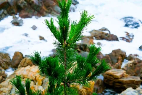 Pine Tree with needles and Pine Cone. Pine tree branch with cones in autumn Stock Photos