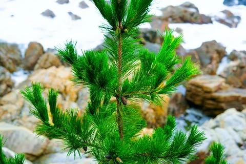 Pine Tree with needles and Pine Cone. Pine tree branch with cones in autumn Stock Photos