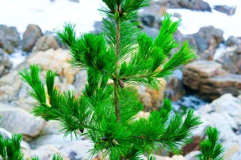 Pine Tree with needles and Pine Cone. Pine tree branch with cones in autumn Stock Photos
