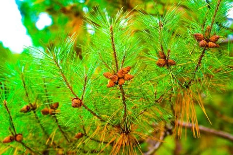 Pine Tree with needles and Pine Cone. Pine tree branch with cones in autumn 스톡 사진