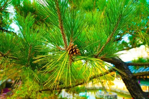 Pine Tree with needles and Pine Cone. Pine tree branch with cones in autumn Stock Photos