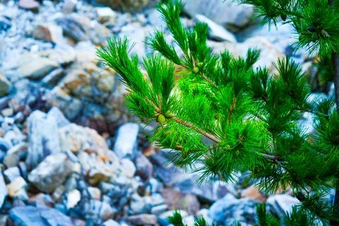 Pine Tree with needles and Pine Cone. Pine tree branch with cones in autumn Foto stock