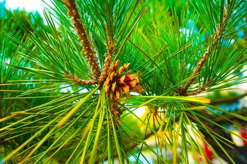 Pine Tree with needles and Pine Cone. Pine tree branch with cones in autumn Stock Photos