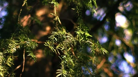 Pine tree needles blow in the breeze close up Stock Footage 229716895