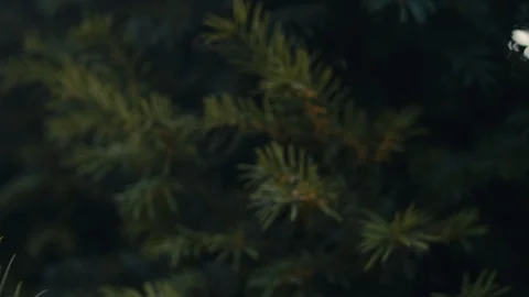Pine tree needles close-up fly by. Stock Footage 121103919