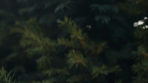 Pine tree needles close-up fly by. Stock Footage 121103958