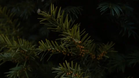 Pine tree needles close-up fly by. Stock Footage 121104021