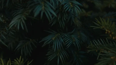 Pine tree needles close-up fly by. Stock Footage 121104099