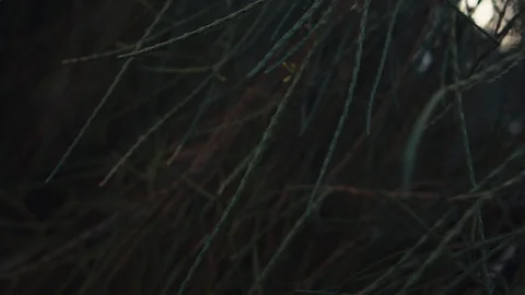 Pine tree needles close-up fly by. Stock Footage 121104186