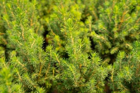 Pine tree needles close-up in natural light. Stock Photos