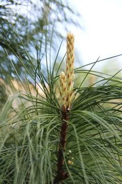 Pine tree needles close up on nature green backgound. Stock Photos