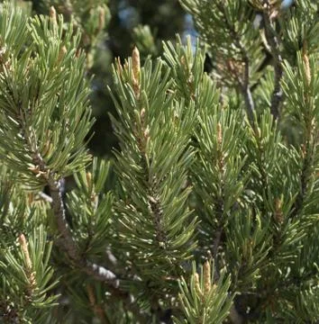 Pine Tree needles close up in New Mexico. Stock Photos