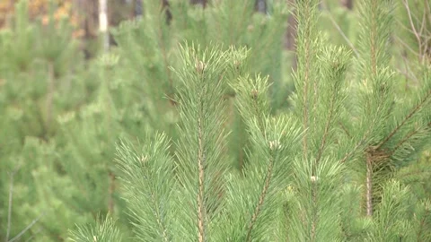 Pine tree with needles close up. Pine branch Stock Footage 247274897