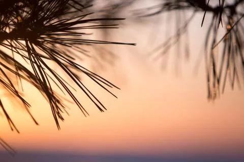 Pine tree needles close up sunrise sky Stock Photos