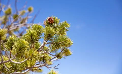 Pine tree needles closeup, blue sky background, sunny spring day, copy space Stock Photos