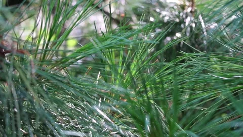 Pine tree needles closeup on sunny day. Green envinment. Stock-Footage 229254987