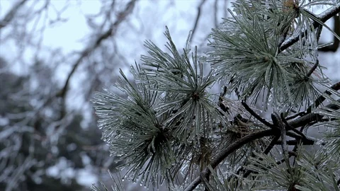 Pine tree needles covered in icicles close up. Christmas spruce tree   Vídeos de archivo 102531377