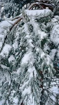 Pine tree needles covered in thick ice glaze and fresh white snow after a w.. Stock Photos