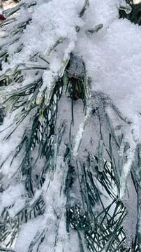 Pine tree needles covered in thick ice glaze and fresh white snow after a w.. Stock Photos