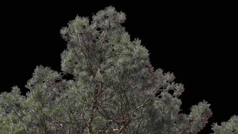 Pine tree with needles Stock Footage 92052765