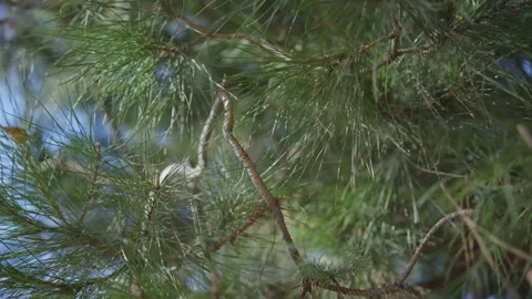 Pine Tree Needles 動画素材 170619063